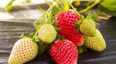 草莓皮肤爆料视频大全最新,揭秘最新游戏角色魅力瞬间